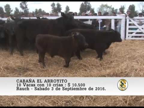 03-09-16 Venta de Vacas con crìa - Cabaña El Arroyito - Rauch.