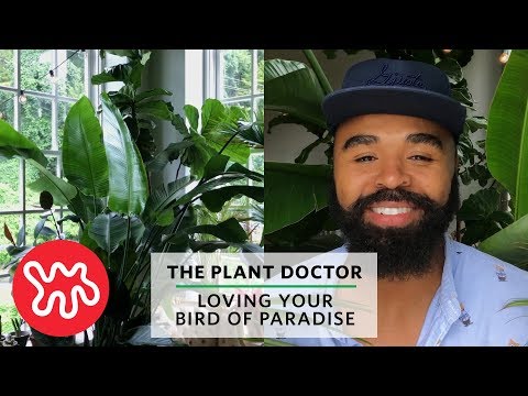 Loving Your Bird Of Paradise | The Plant Doctor Video