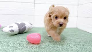 ハーフ犬の動画01