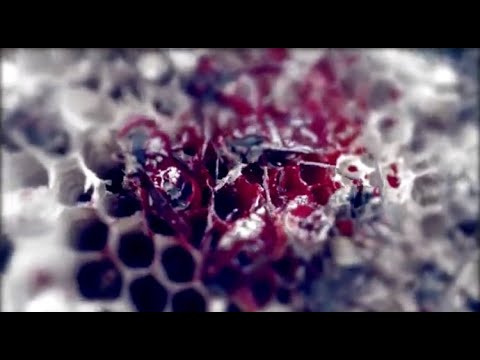 MANTICORA - Mycelium (official video)