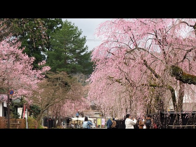 2025 [Kakunodate Cherry Blossoms] Blooming Status April 21st