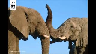 Les Nьbians - Africa For the Future (feat. FreshlyGround)