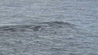 Whidbey IslandのLangleyの公園から見たクジラ(2)