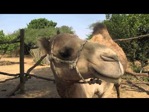 Stage Senegal 2012 - 2013