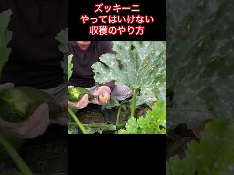 ズッキーニの収穫: 大きくなりすぎないように注意してください 植物