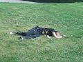 The Death Of Spanky