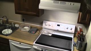 Scat Mat VS. Wesley the Maine Coon kitten.