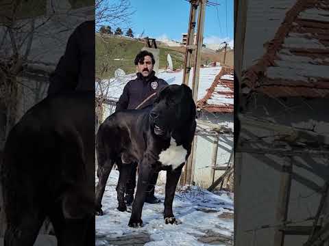 Big Black Alabai Top Quality in This World 🔝 #shorts #dog #alabai