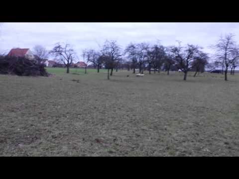 Appenzeller Rocky beim Hüten.