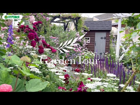 パーゴラ パーゴラ つる性アジサイ