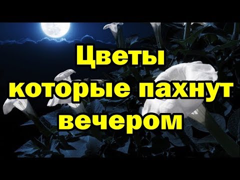 Цветы которые пахнут вечером.