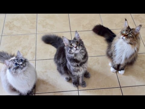 Maine Coons Meow for Treats
