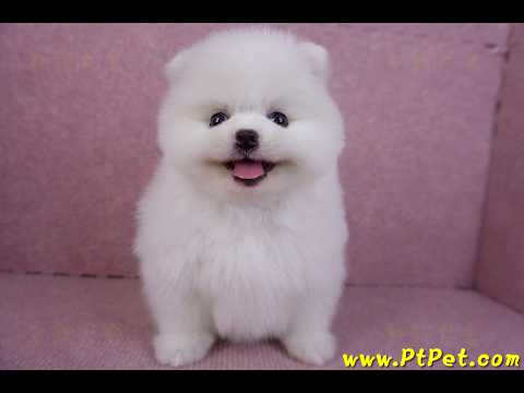 11/10松鼠白博美母幼犬(屏東內埔)