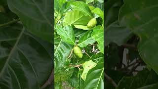 Download lagu #buah yg paling banyak kasihat nya mp3