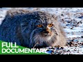 Wildlife Instincts Pallas S Cat Master Of The Plains Free Documentary Nature