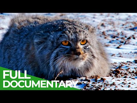 Wildlife Instincts: Pallas's Cat - Master of the Plains | Free Documentary Nature