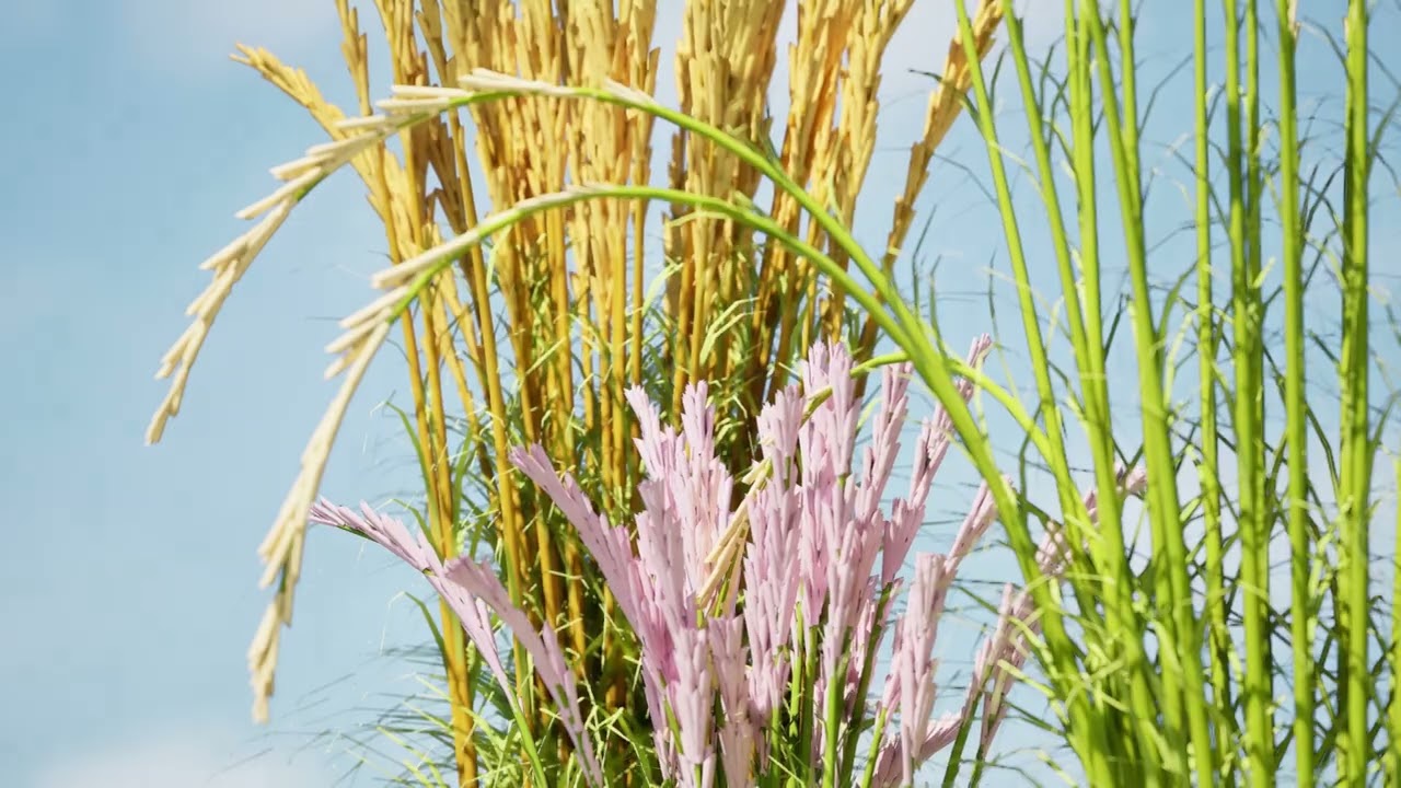 Karl Foerster Feather Reed Grass 3D Model
