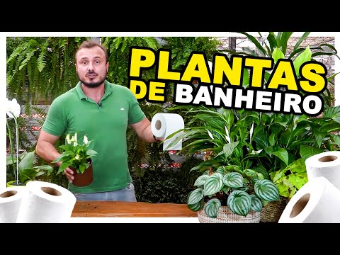 , title : 'PLANTAS DE BANHEIRO | Veja esse vídeo antes de comprar uma | Murilo Soares'