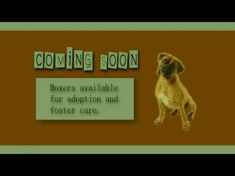 Tulsa Boxer Rescue