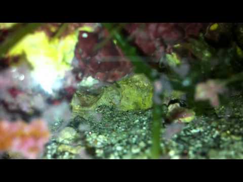 Baby mysis shrimp under "adult supervision"