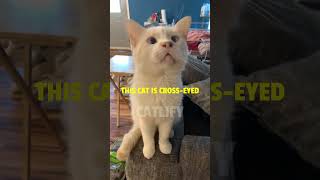 CROSS-EYED CAT #shorts