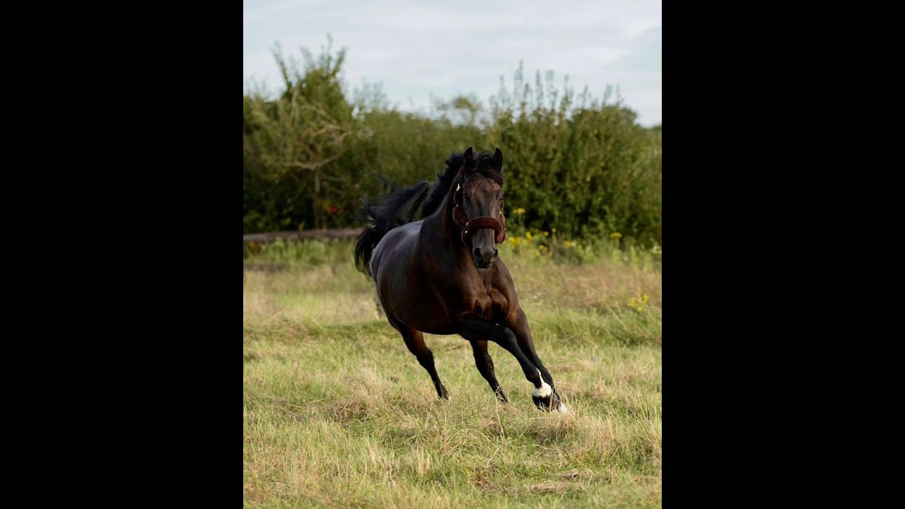 Shotgun vd Brouwershoeve (H&M CHILLI WILLI x DARCO) video 2