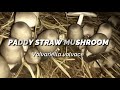 Paddy Straw Mushroom Farming (Volvariella Volvacea)