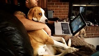 JEALOUS DOGS Want Attention From Their Owners💓 🐩 [Funny Pets]