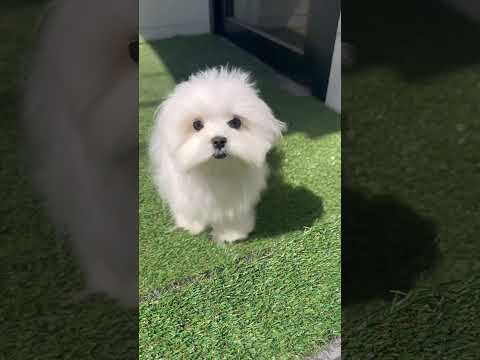 Maltese ♀ Tiffany (Video took on Apr 01 2024)