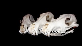 What is Vulture Culture?