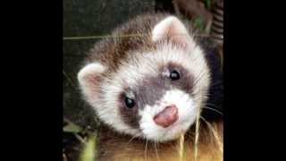 The Ferret Song