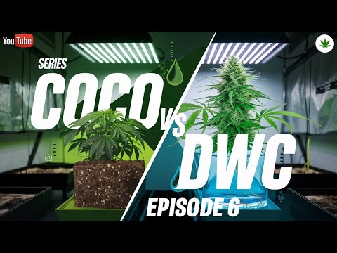 Coco vs DWC | Episode 6: HARVEST DAY 🔥❄️