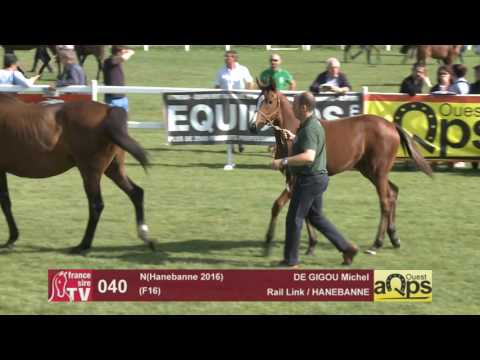 Show AQPS Le Lion 2016 : Lot 40 - N(Hanebanne 2016)