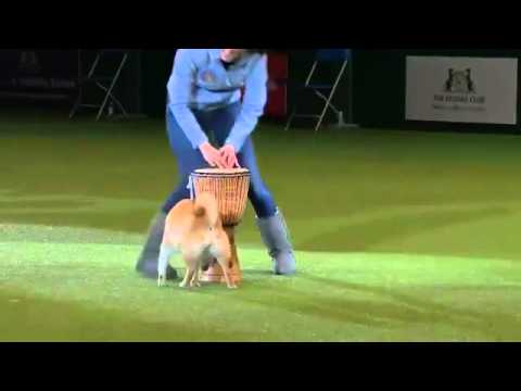 柴犬Elee贏得Crufts才藝賽大獎(原發表者:gowell)(影片)