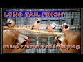 Longtail Finch Male Female Defarence