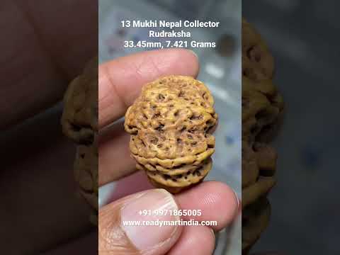 13 Mukhi Natural Nepali Rudraksha