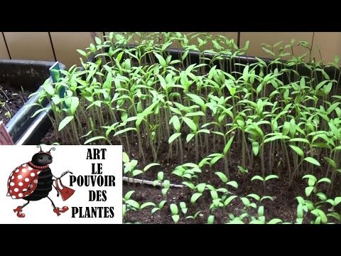 Conseil jardinage: tomates: comment faire pousser des tomates à la maison! Plante annuelle. potager