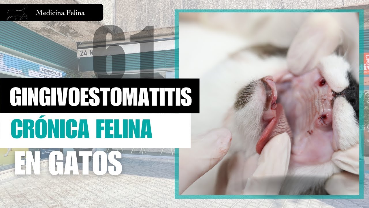 CAPÍTULO 61: 🐈 🦷 La Gingivoestomatitis Crónica Felina