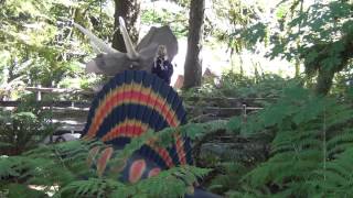 preview picture of video 'Oregon Coast Digest visits Prehistoric Gardens'