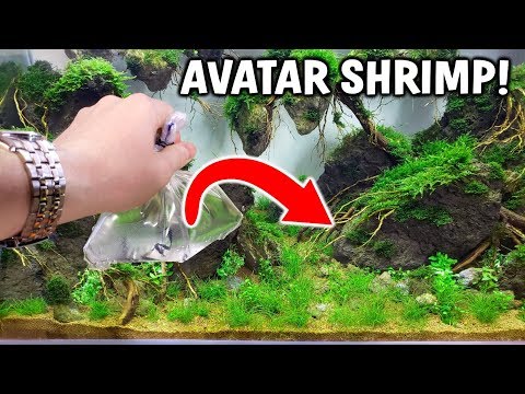 Adding AVATAR SHRIMP To Avatar Planted Aquarium!