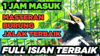 Download lagu Jalak Suren Di Alam Liar Memanggil Betina Gacor Full Isian Cililin Tengkek mp3