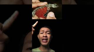 Download lagu Heboh Ibu2 Menemukan Bayi naga asli mp3 Download lagu Heboh Ibu2 Menemukan Bayi naga asli mp3