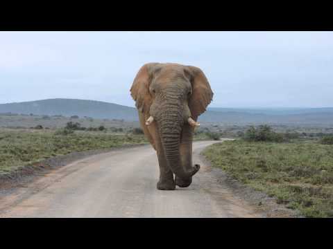 Big Elephant Bull walking down the road