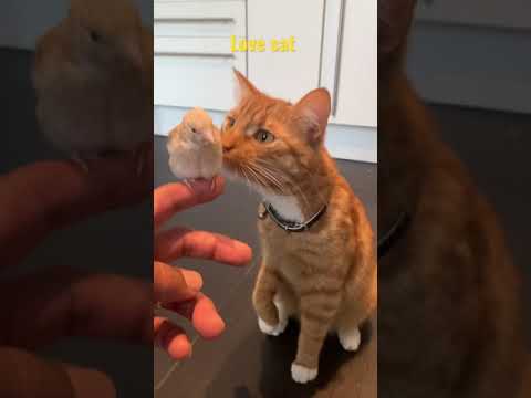 猫が鳥を食べる