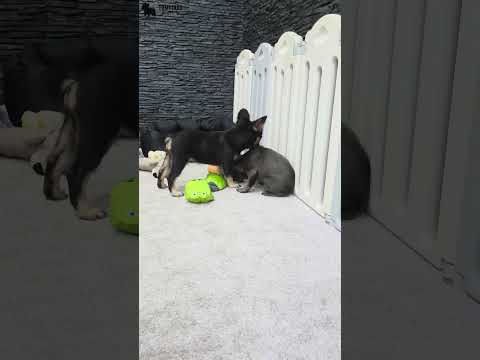 Video 3