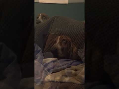 Frodo #bassethounds #happydog