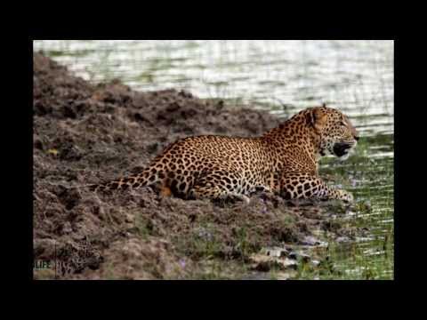 pujitha wildlife photos