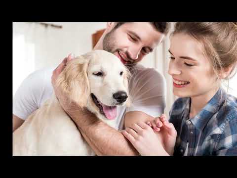 Should You Buy Pet Insurance?