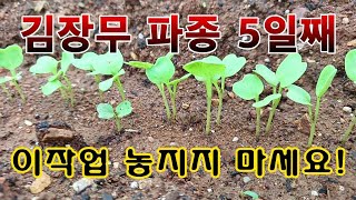 [텃밭농부. 1,225]  김장무 파종 5일째. 반드시 해 줘야 하는 작업 #김장무 재배
