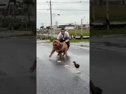 kkkkkk o pit Bull enraivado